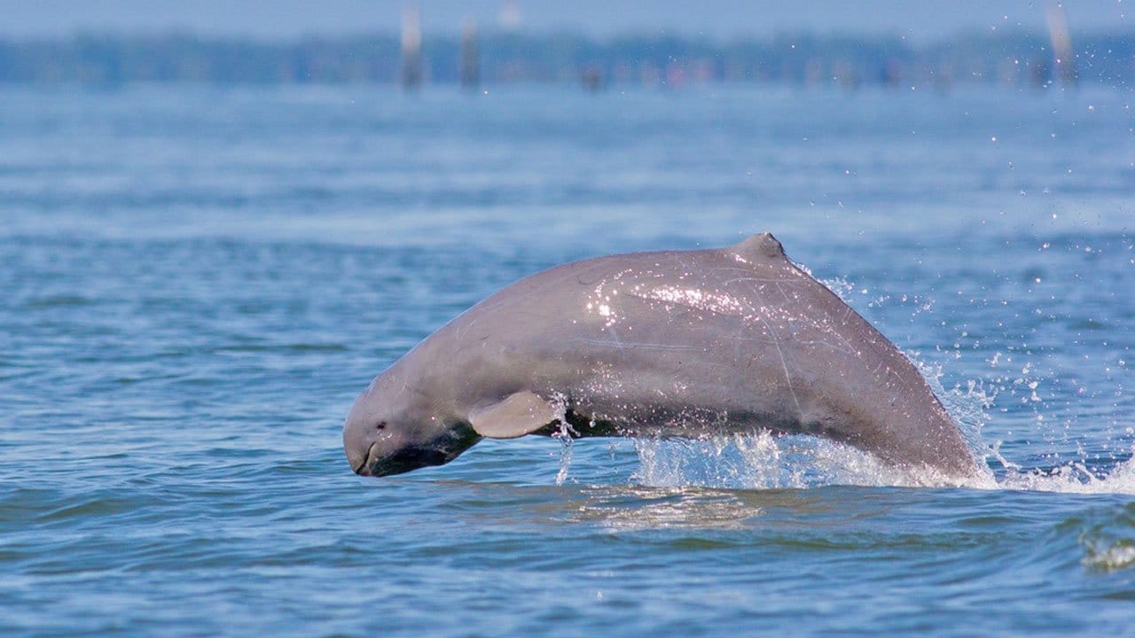 kratie-dolphin-tour0301.jpeg